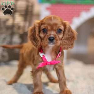 Maggie, Cavalier King Charles Spaniel Puppy